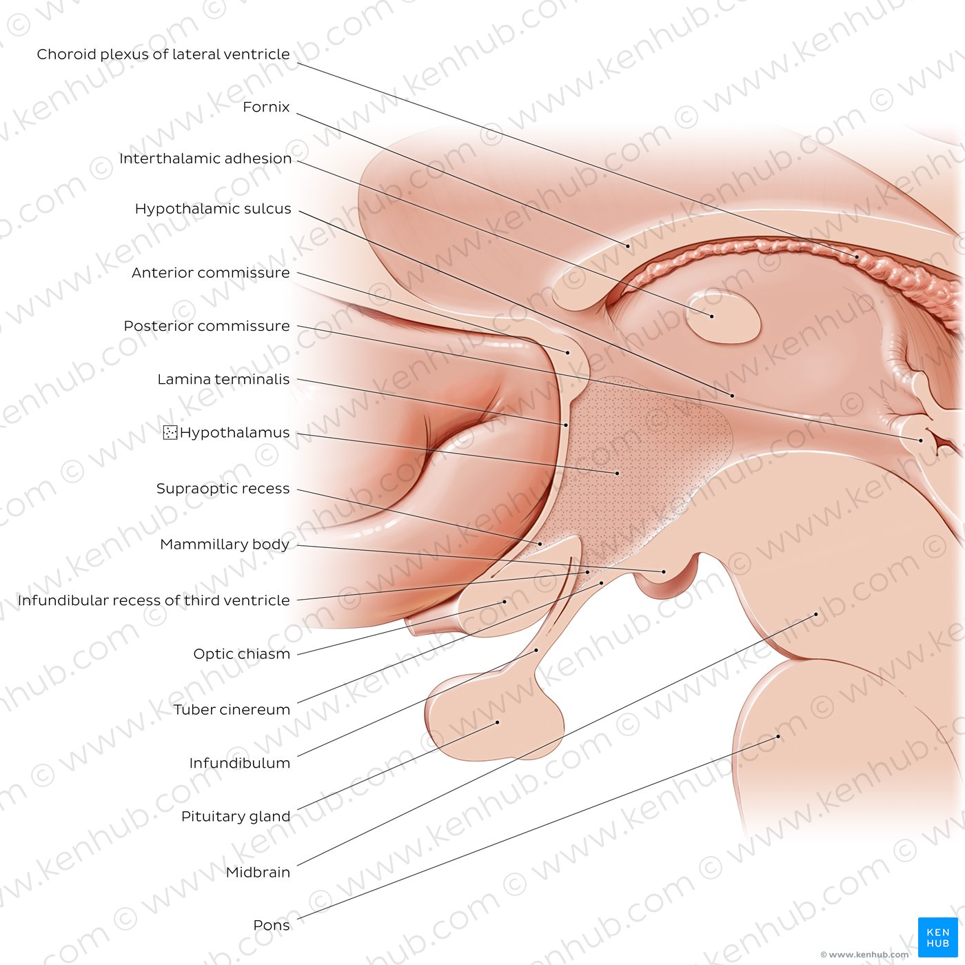 Hypothalamus: overview