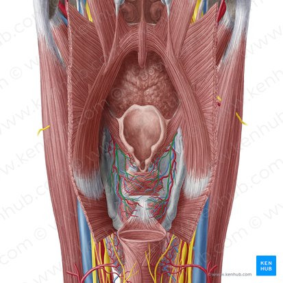 Internal branch of superior laryngeal nerve (Ramus internus nervi laryngei superioris); Image: Yousun Koh