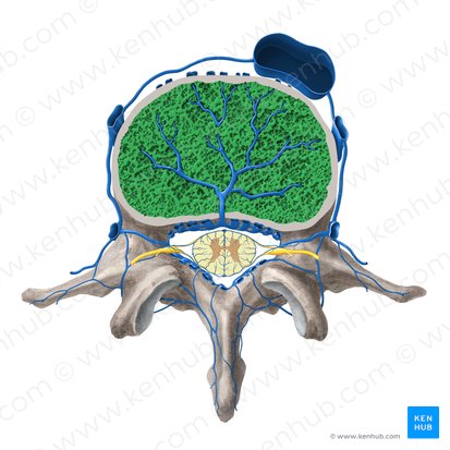 Corpo vertebral (Corpus vertebrae); Imagem: Paul Kim