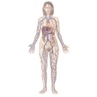 Veias do sistema cardiovascular