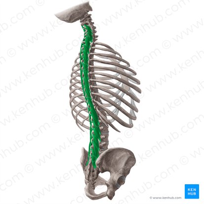 Multifidus muscle (Musculus multifidus); Image: Yousun Koh