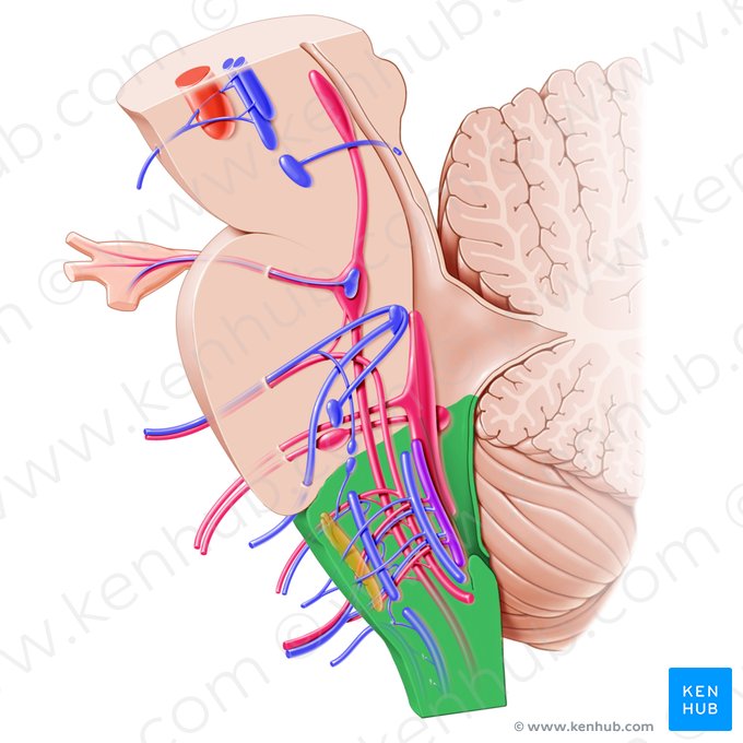 Medulla oblongata; Image: Paul Kim