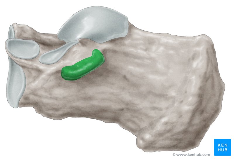 Sustentaculum tali - medial view