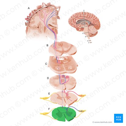 Parte lombar da medula espinal (Pars lumbalis medullae spinalis); Imagem: Paul Kim