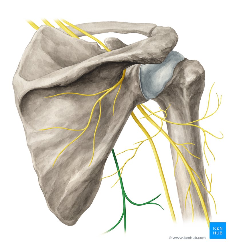 Nervo Tóracodorsal - vista posterior (amarelo)