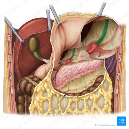 Left gastric artery (Arteria gastrica sinistra); Image: Esther Gollan