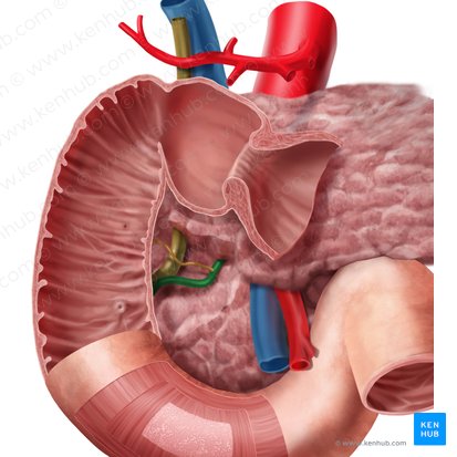Ductus pancreaticus (Bauchspeicheldrüsengang); Bild: Begoña Rodriguez