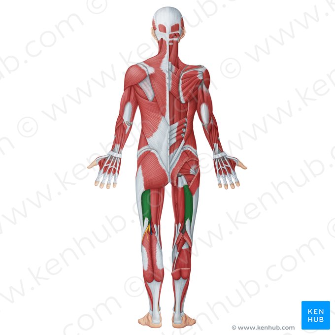 Músculo bíceps femoral (Musculus biceps femoris); Imagen: Irina Münstermann