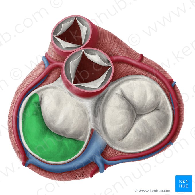 Posterior leaflet of left atrioventricular valve (Cuspis posterior valvae atrioventricularis sinistrae); Image: Yousun Koh