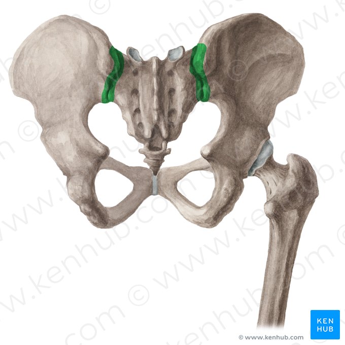 Articulatio sacroiliaca (Kreuzbein-Darmbein-Gelenk); Bild: Yousun Koh