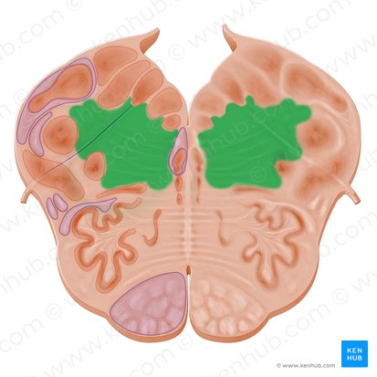 Reticular formation (Formatio reticularis); Image: Paul Kim