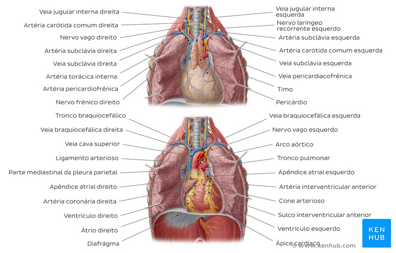 Visão geral do coração in situ - vista ventral