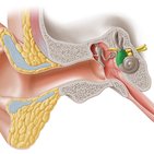 Vestibular system