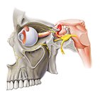 Maxillary nerve