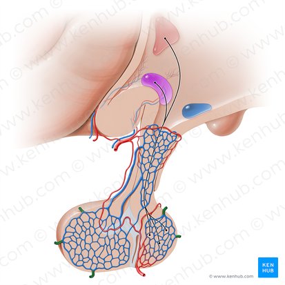 Hypophyseal veins (Venae hypophysiales); Image: Paul Kim