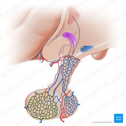 Rede capilar secundária do sistema porta-hipofisário (Rete capillare secundarium systematis portalis hypophysialis); Imagem: Paul Kim