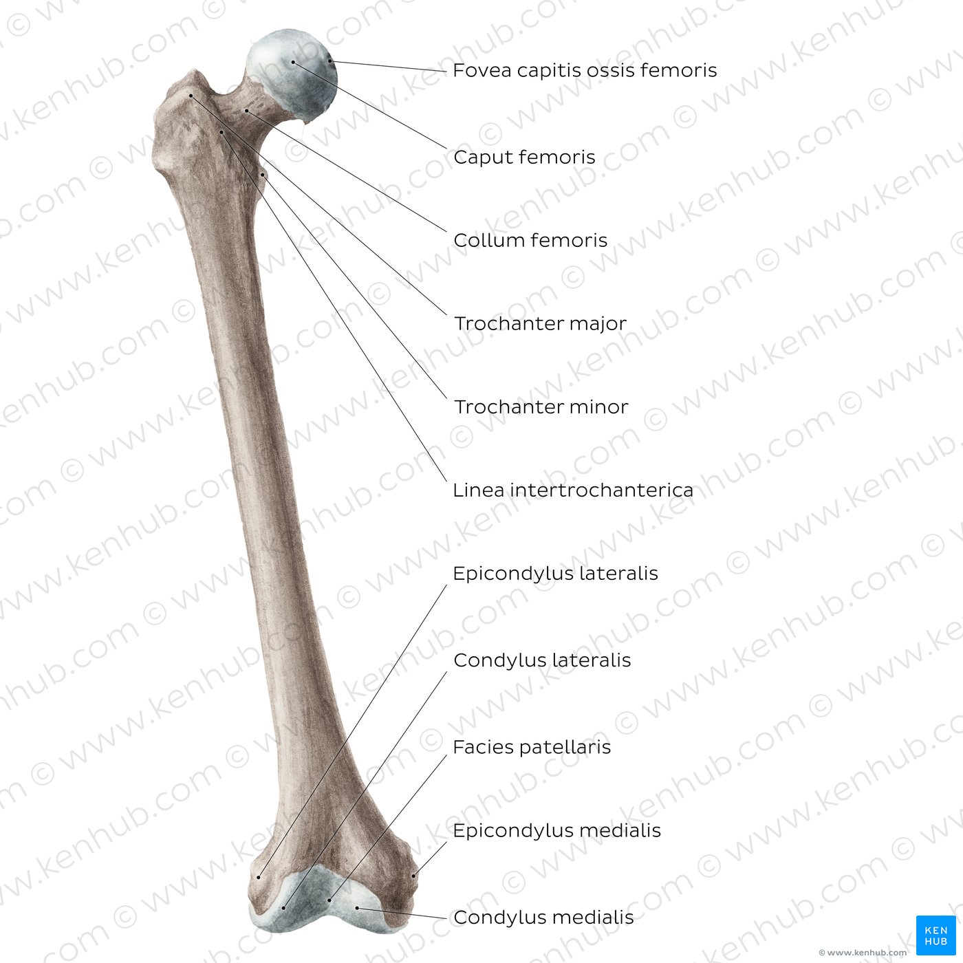 Femur: Anteriore Ansicht