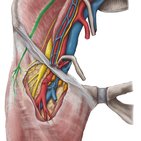 Lateral femoral cutaneous nerve 