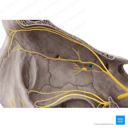 Nervio etmoidal posterior (Nervus ethmoidalis posterior); Imagen: Yousun Koh