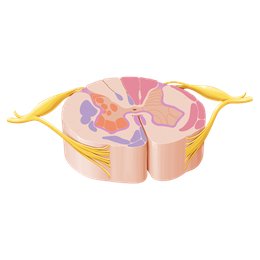 Internal morphology of the spinal cord 