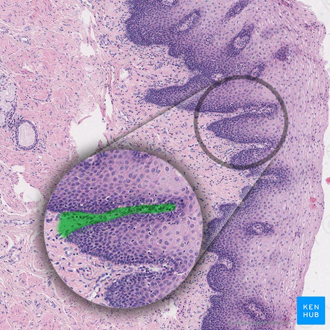 Connective tissue papilla (Papilla textus connectivi); Image: 