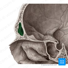 Seno frontal (Sinus frontalis); Imagen: Yousun Koh