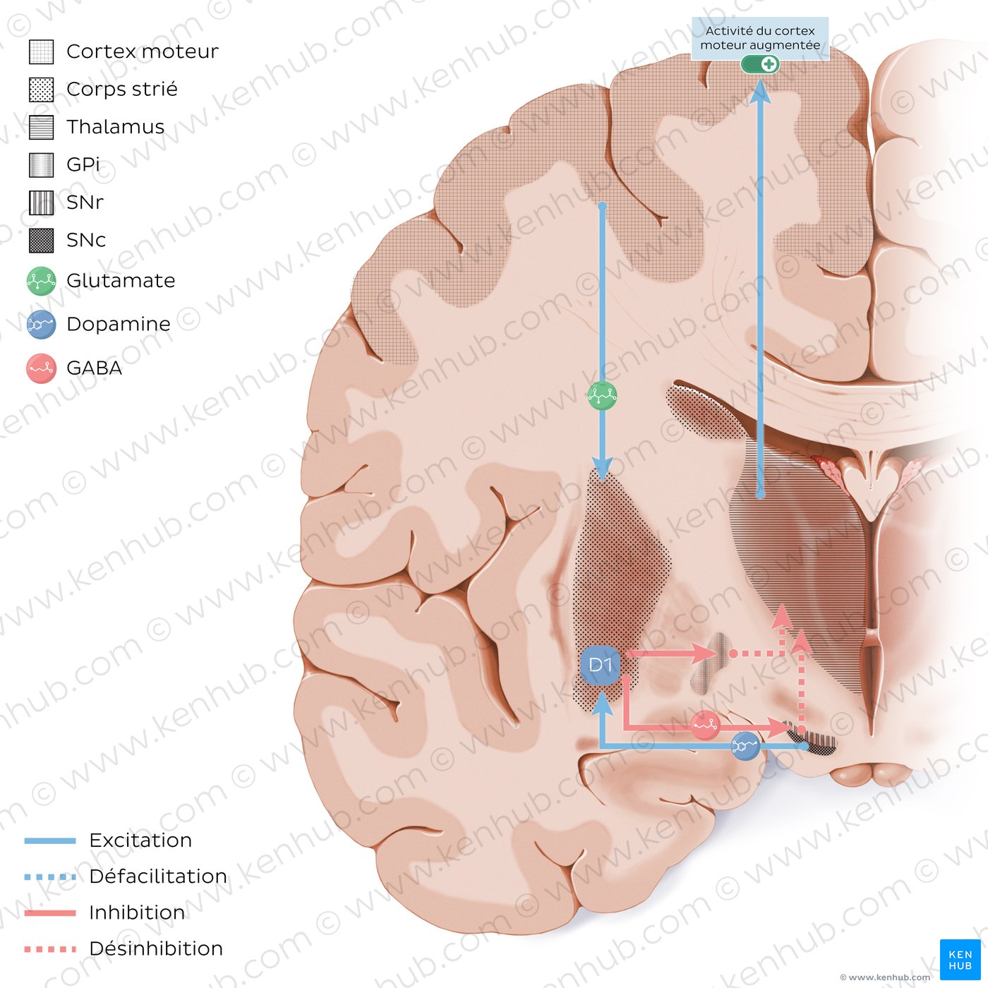 Direct pathway of the basal ganglia