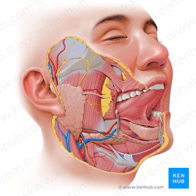 Ramo mandibular marginal do nervo facial (Ramus marginalis mandibulae nervi facialis); Imagem: Paul Kim
