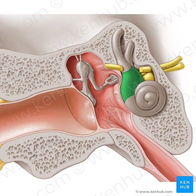 Vestíbulo da orelha interna (Vestibulum auris internae); Imagem: Paul Kim