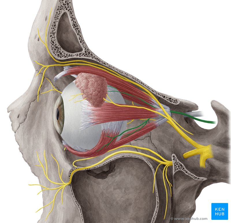 Oculomotor nerve - lateral-left view
