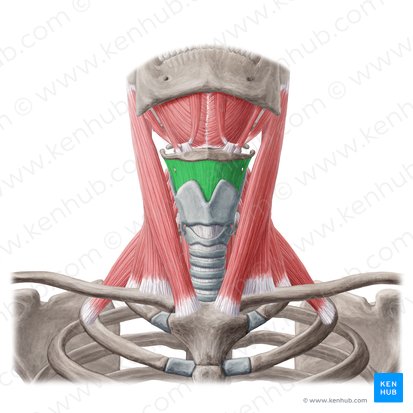 Thyrohyoid membrane (Membrana thyrohyoidea); Image: Yousun Koh