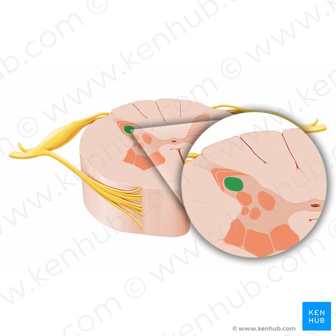 Noyau propre (Nucleus proprius); Image : Paul Kim