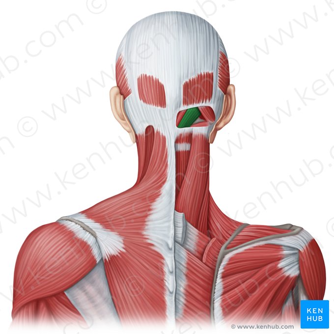 Músculo reto posterior maior da cabeça (Musculus rectus capitis posterior major); Imagem: Irina Münstermann