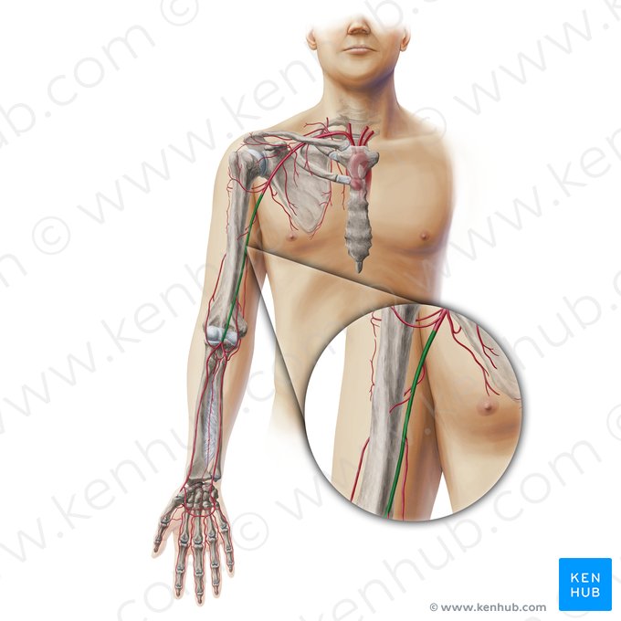 Artéria braquial (Arteria brachialis); Imagem: Paul Kim