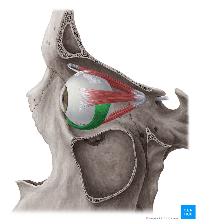 Músculo oblíquo inferior (Musculus obliquus inferior)