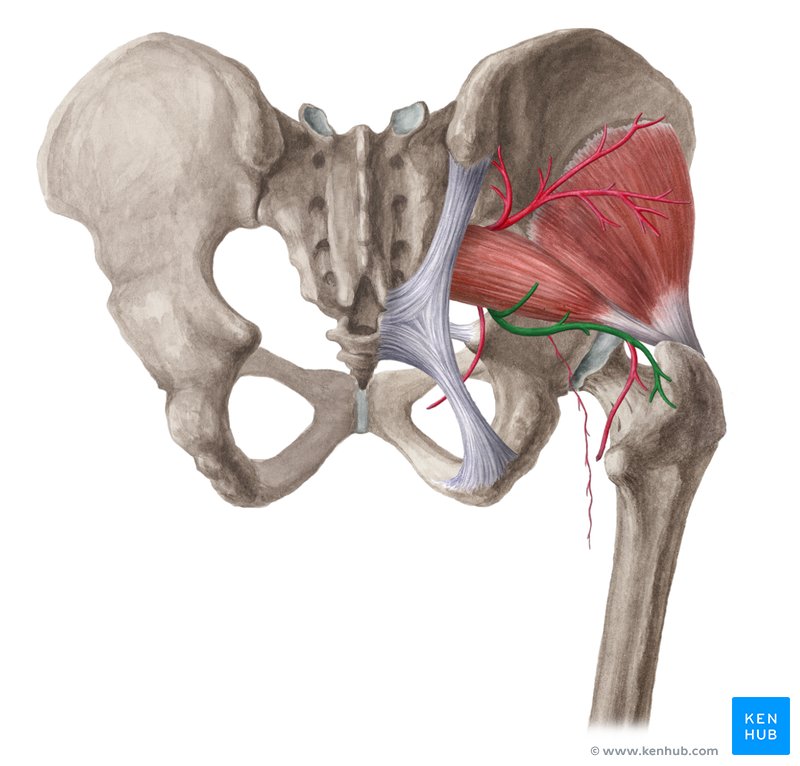 Inferior gluteal artery (arteria glutea inferior)