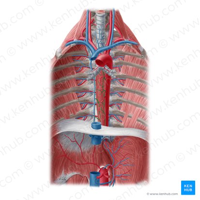 Venae oesophageales (Speiseröhrenvenen); Bild: Yousun Koh