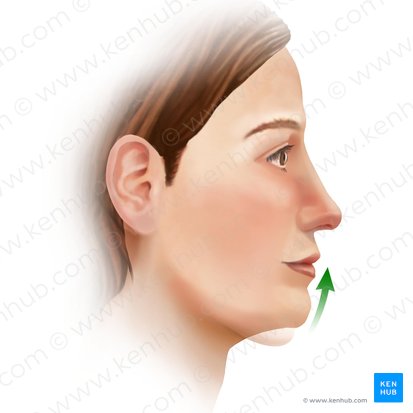 Elevation of mandible (Elevatio mandibulae); Image: Paul Kim