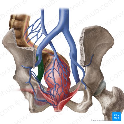 Left external iliac vein (Vena iliaca externa sinistra); Image: Begoña Rodriguez