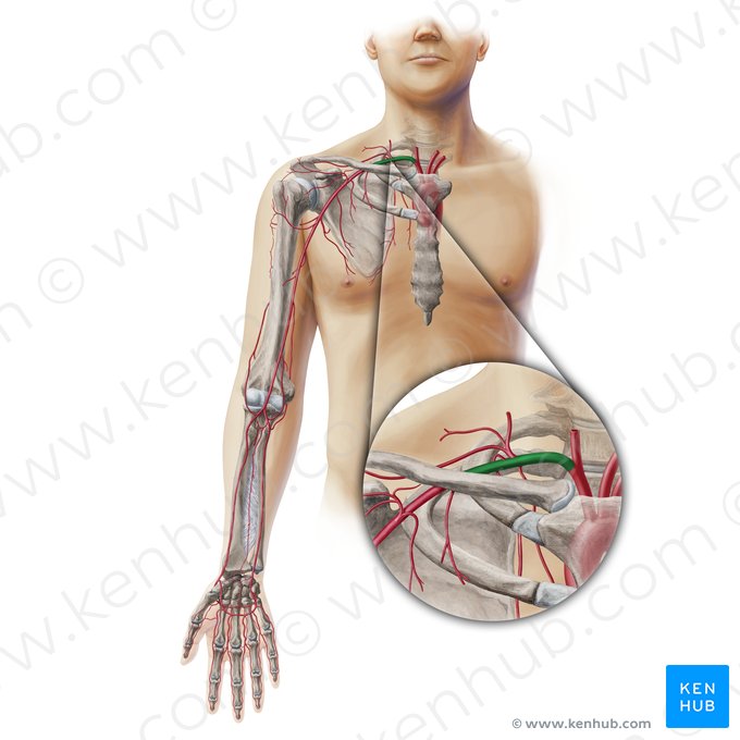Arteria subclavia derecha (Arteria subclavia dextra); Imagen: Paul Kim