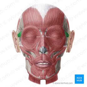 Músculo auricular anterior (Musculus auricularis anterior); Imagem: Yousun Koh