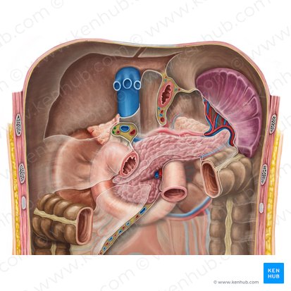 Hepatic duct (Ductus hepaticus); Image: Irina Münstermann