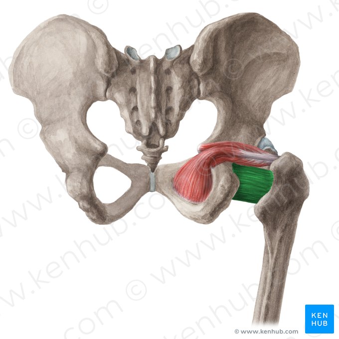 Musculus quadratus femoris (Viereckiger Oberschenkelmuskel); Bild: Liene Znotina
