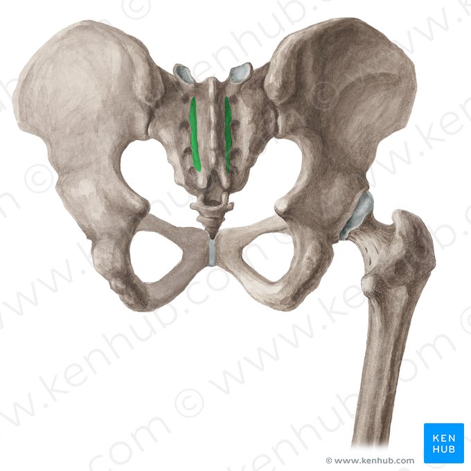 Cresta sacra intermedia (Crista sacralis medialis); Imagen: Liene Znotina