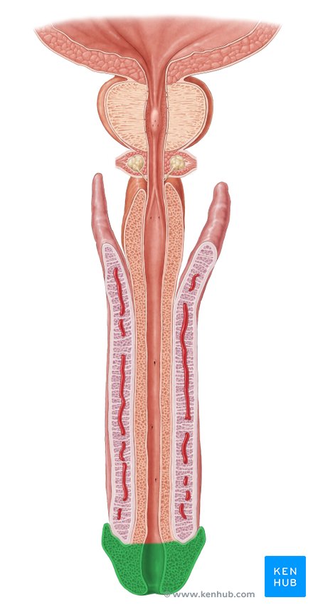 Glans penis - cranial view