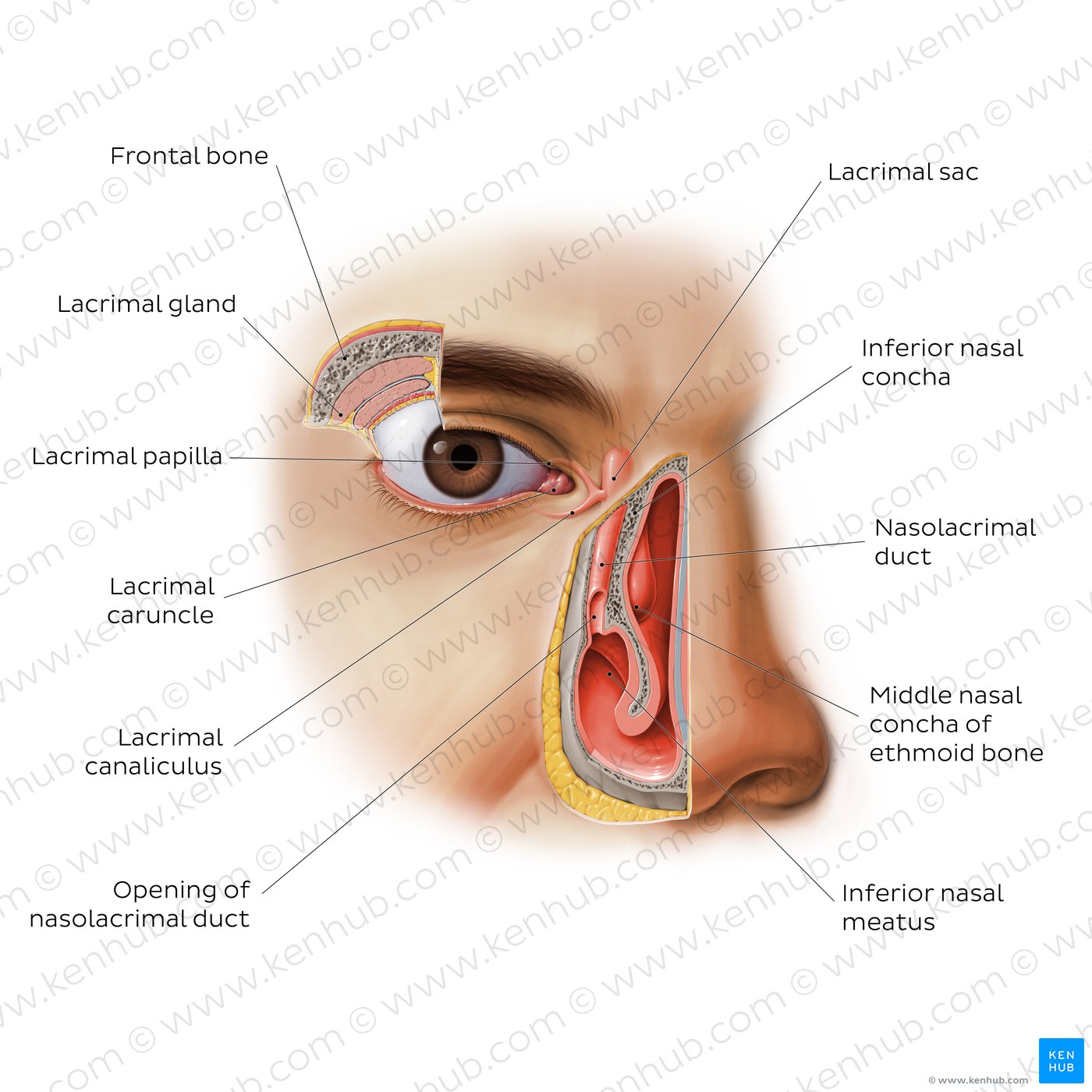 Lacrimal apparatus