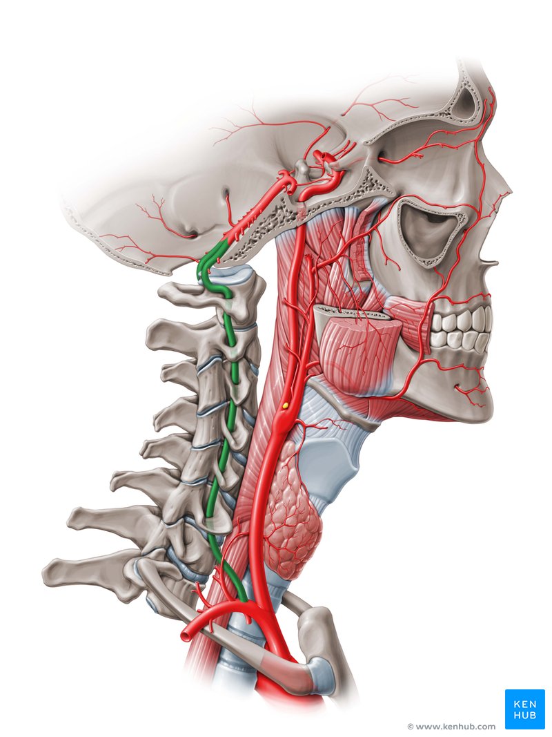 arteria lumbar