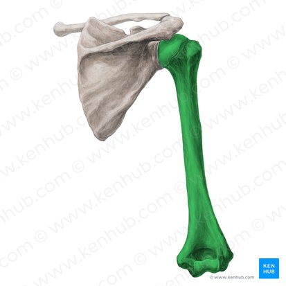 Humerus; Image: Yousun Koh