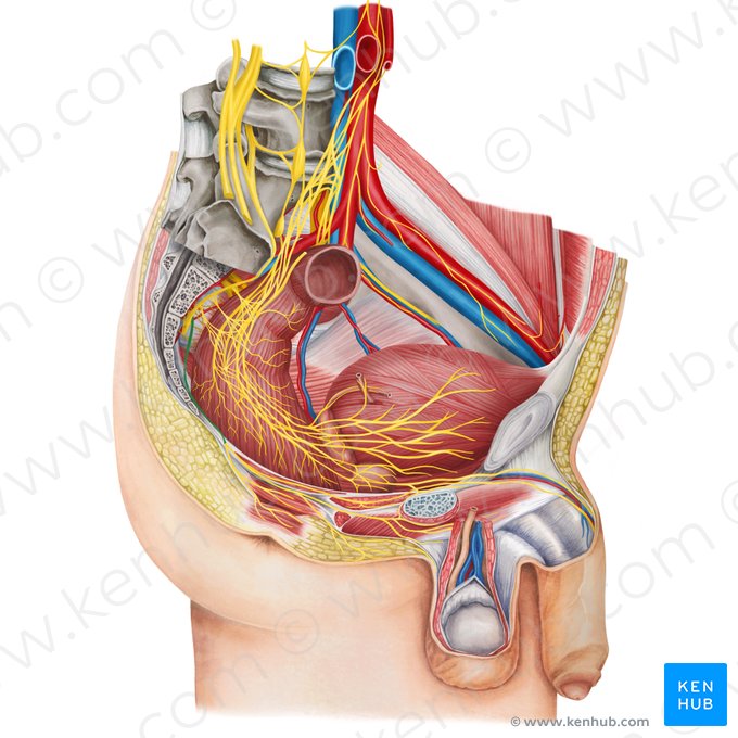 Pudendal nerve (Nervus pudendus); Image: Irina Münstermann