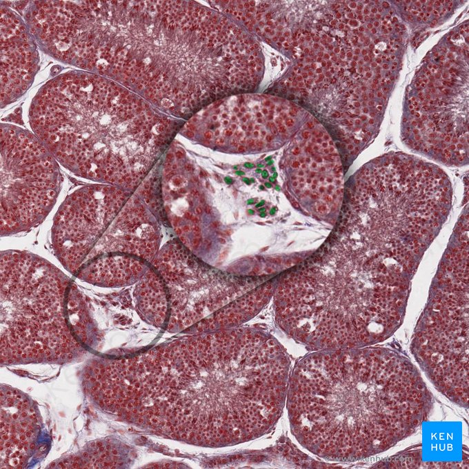 Interstitial endocrine cell (of Leydig) (Endocrinocytus interstitialis); Image: 